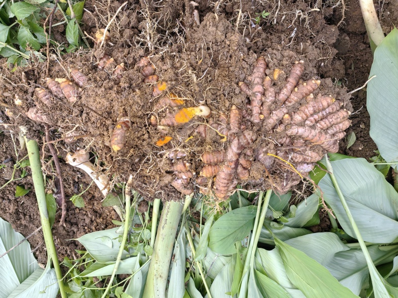 姜黄，广西富硒红壤产区姜黄，姜黄素含量普遍高于外地普