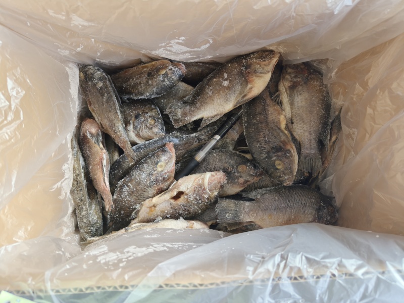 开背罗非鱼