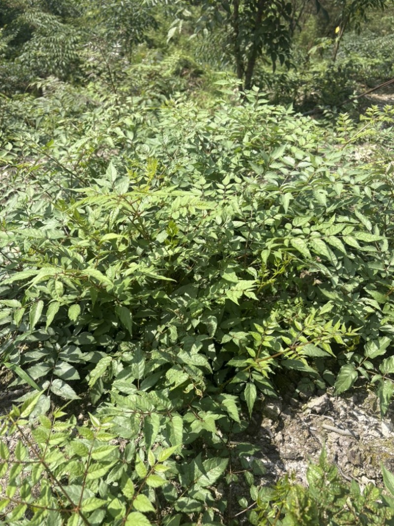 刺老芽苗大量出售，价格可谈。