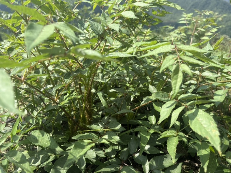 刺老芽苗大量出售，价格可谈。