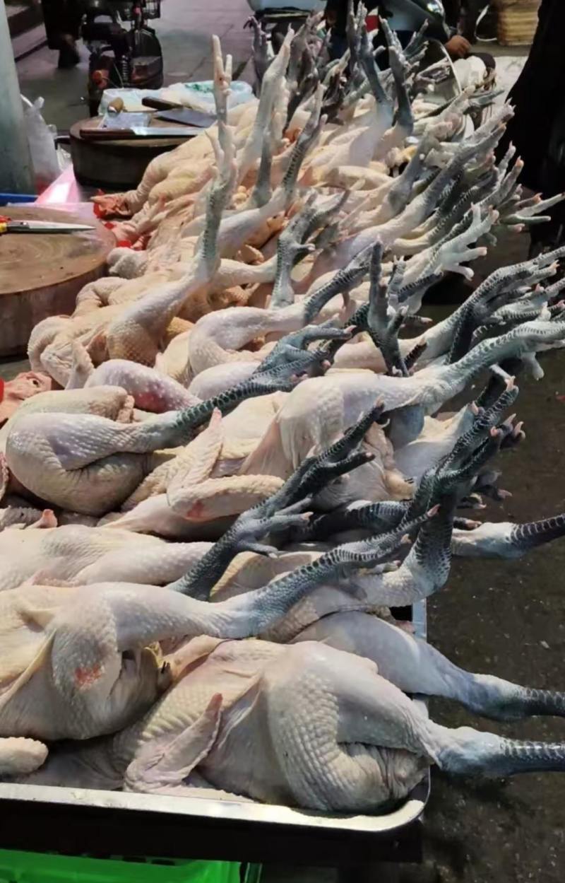 黑腿笨公鸡，肉质筋道弹牙特色炒鸡专用，厂家直销量大从优