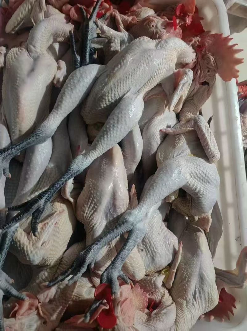 黑腿笨公鸡，肉质筋道弹牙特色炒鸡专用，厂家直销量大从优