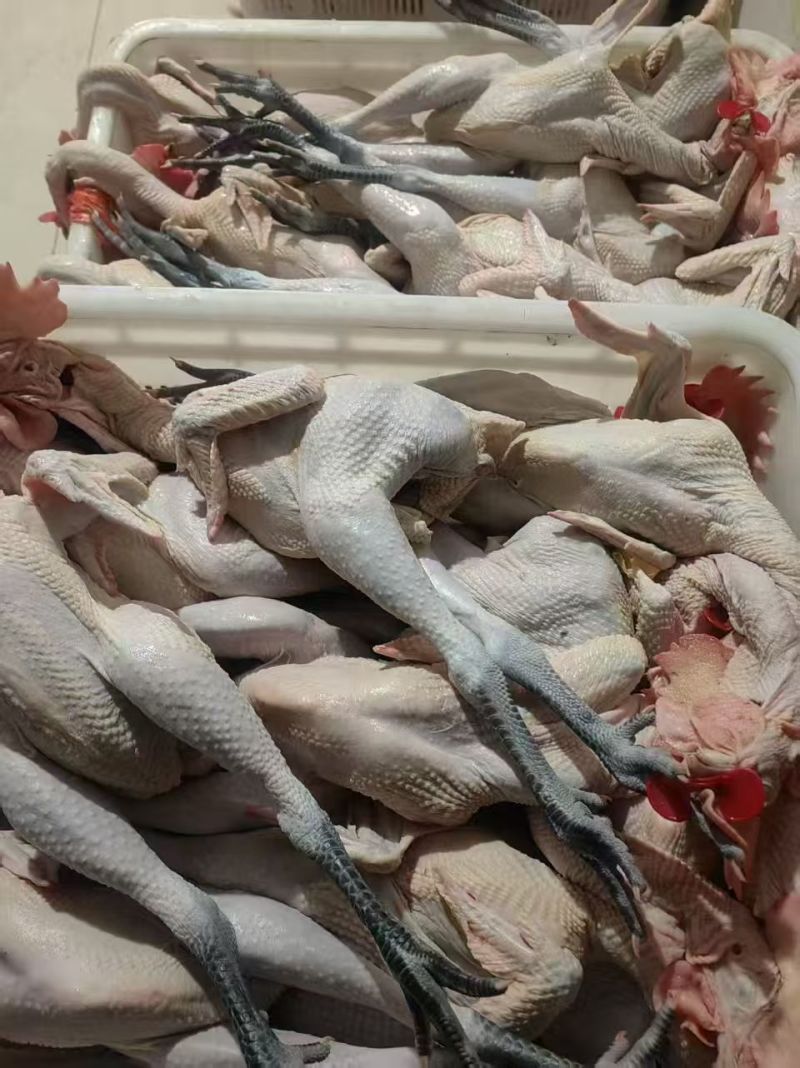 黑腿笨公鸡，肉质筋道弹牙特色炒鸡专用，厂家直销量大从优
