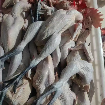 黑腿笨公鸡，肉质筋道弹牙特色炒鸡专用，厂家直销量大从优
