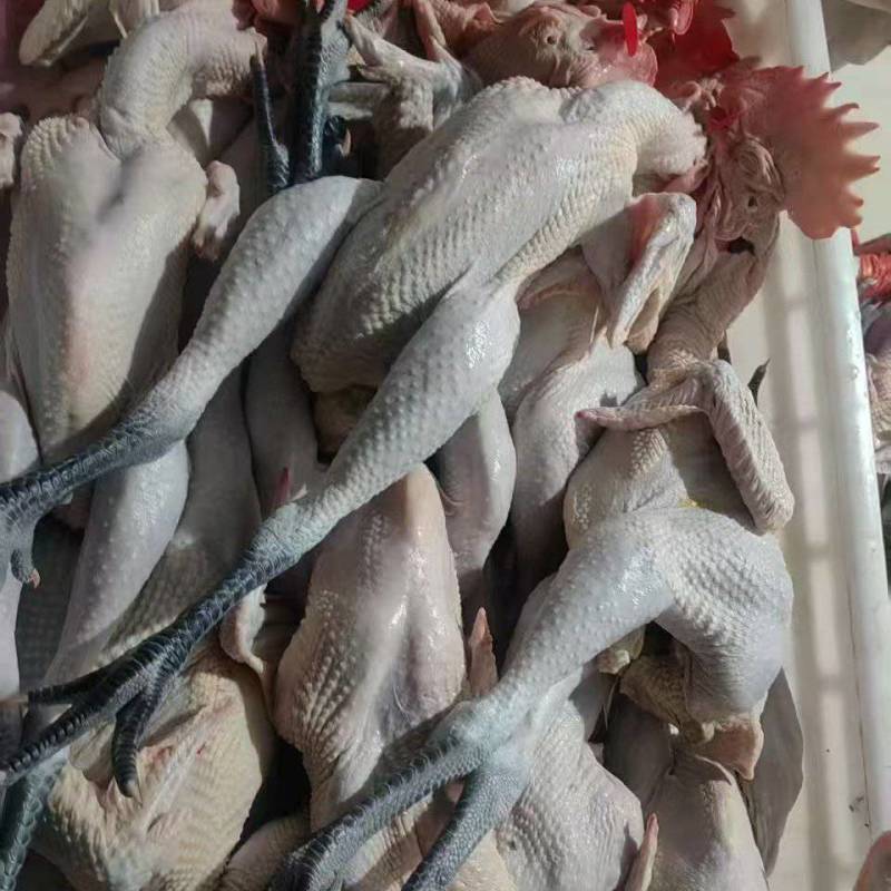 黑腿笨公鸡，肉质筋道弹牙特色炒鸡专用，厂家直销量大从优