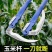 折叠镰刀割草刀收割玉米杆专用户外钓鱼除草刀农用连廉刀锰钢