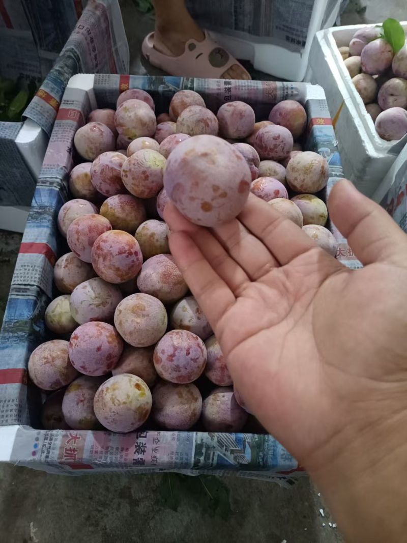 福建芙蓉李，各种规格，电商市场，欢迎合作对接