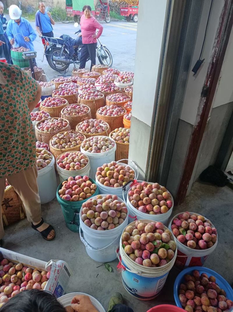 福建芙蓉李，各种规格，电商市场，欢迎合作对接