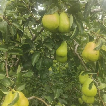 香蕉梨，陕西香蕉梨产地，香蕉梨批发价格，贵妃梨种植基地。