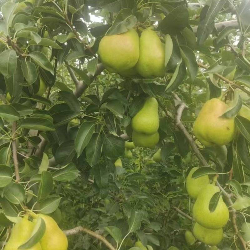 香蕉梨，陕西香蕉梨产地，香蕉梨批发价格，贵妃梨种植基地。