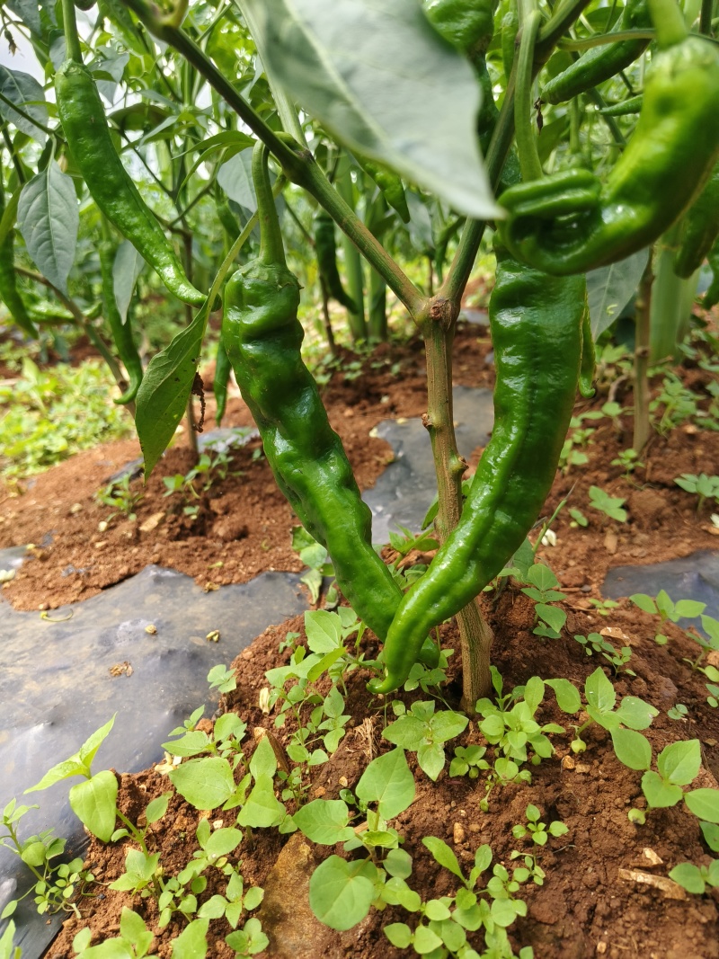 湘研55号，红冠8号