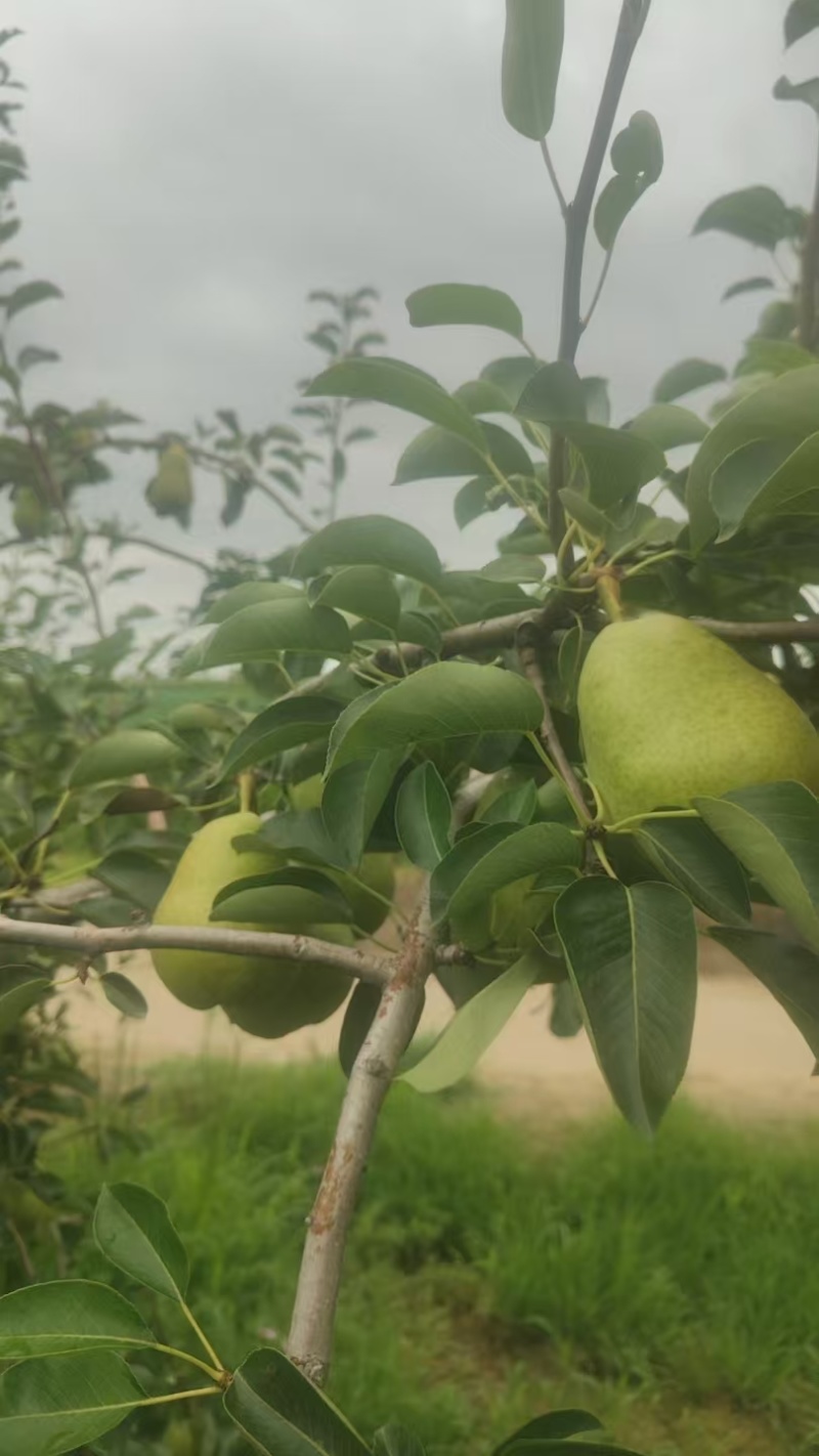 香蕉梨，陕西香蕉梨产地，香蕉梨批发价格，贵妃梨种植基地。