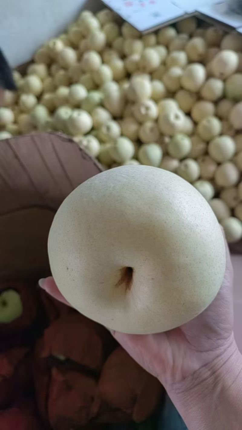 金花梨