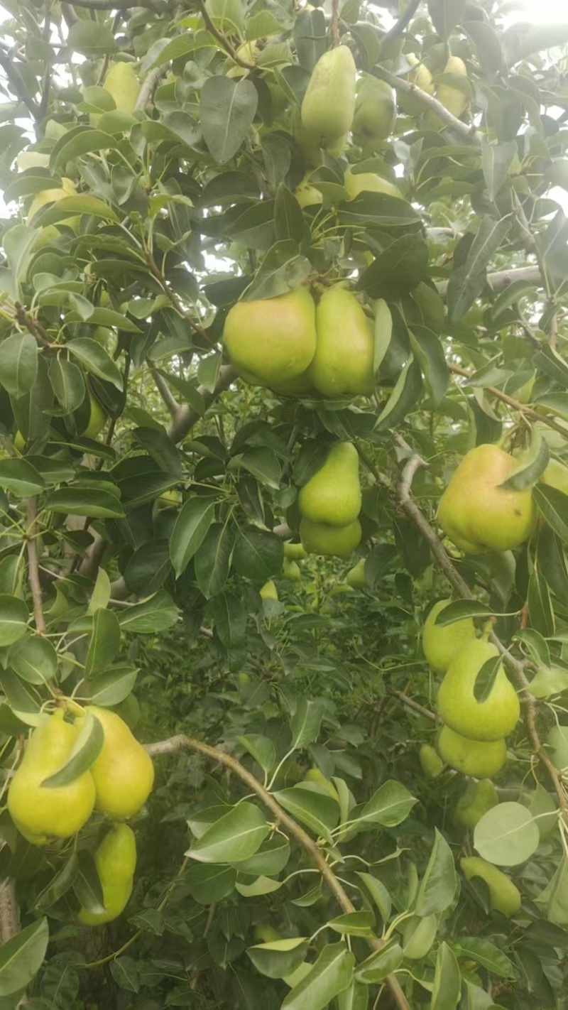 香蕉梨，陕西香蕉梨产地，香蕉梨批发价格，贵妃梨种植基地。