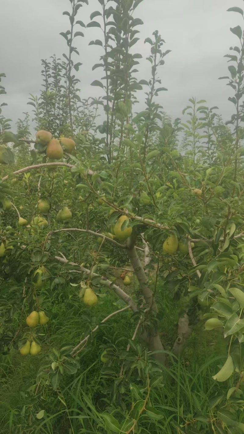 香蕉梨，陕西香蕉梨产地，香蕉梨批发价格，贵妃梨种植基地。