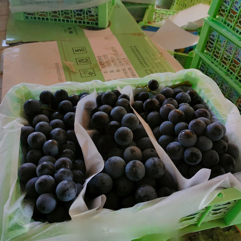 新疆蓝莓夏黑