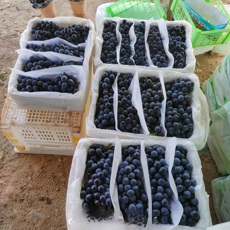 新疆蓝莓夏黑