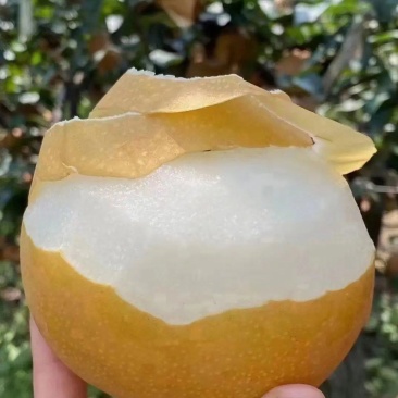 丰水梨