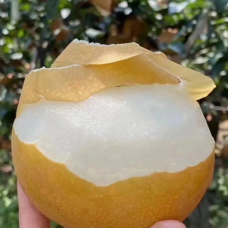 丰水梨