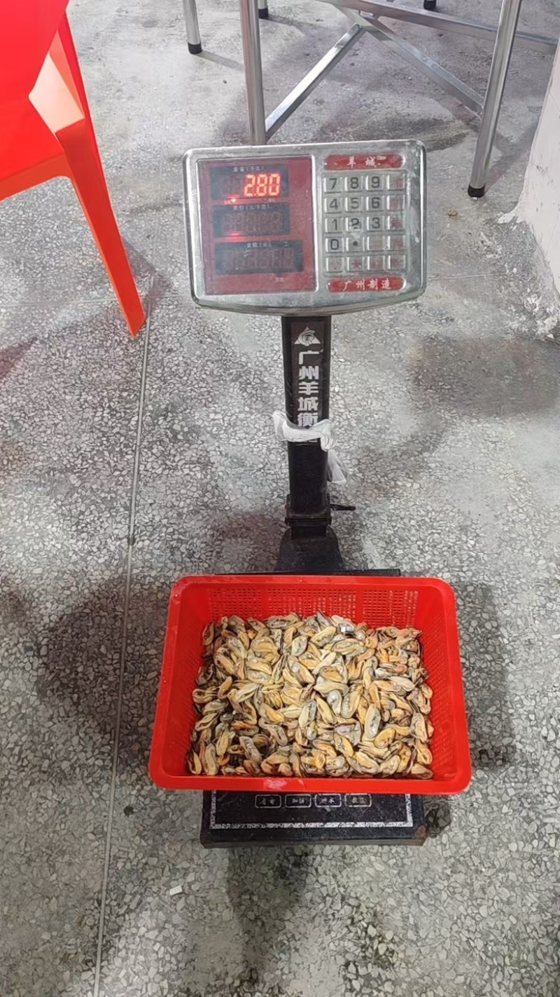 台山青口肉，海虹肉，50-70头，无沙去足丝。工场直发。