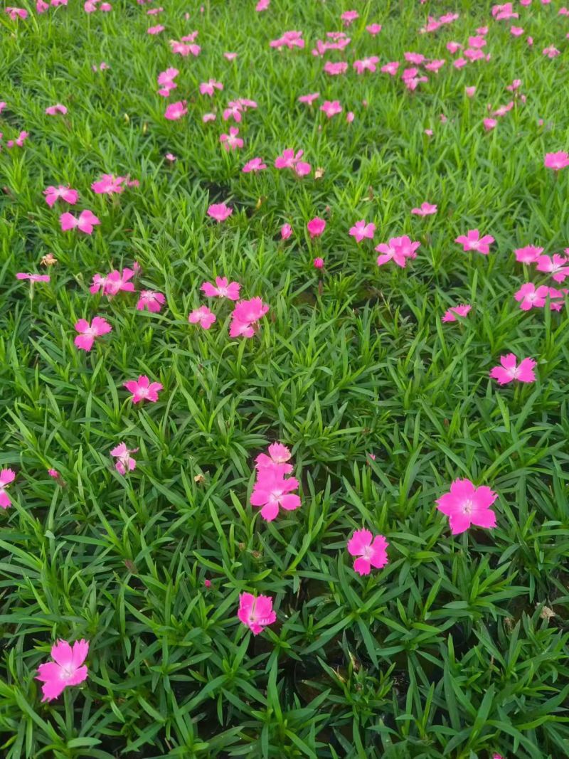 绿化苗木欧石竹#基地批发#全年开花300天左右#适合绿化