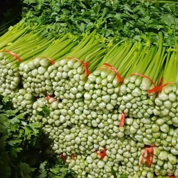 高原夏菜精品五指芹