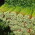 高原夏菜精品五指芹