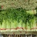 高原夏菜精品五指芹