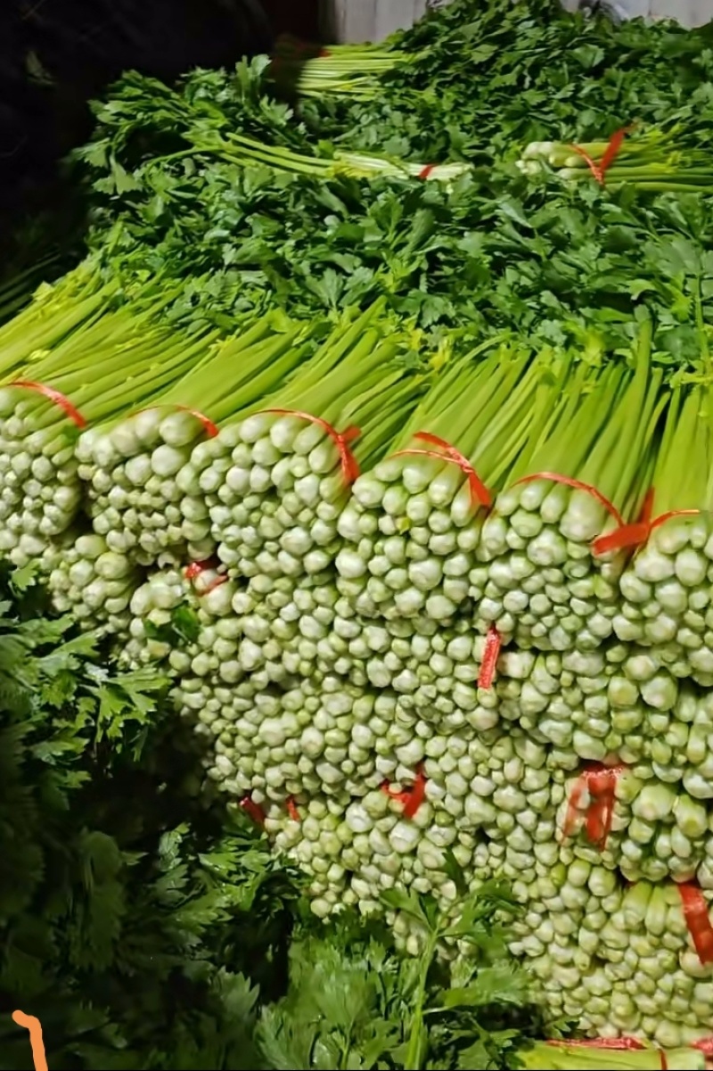 高原夏菜精品五指芹