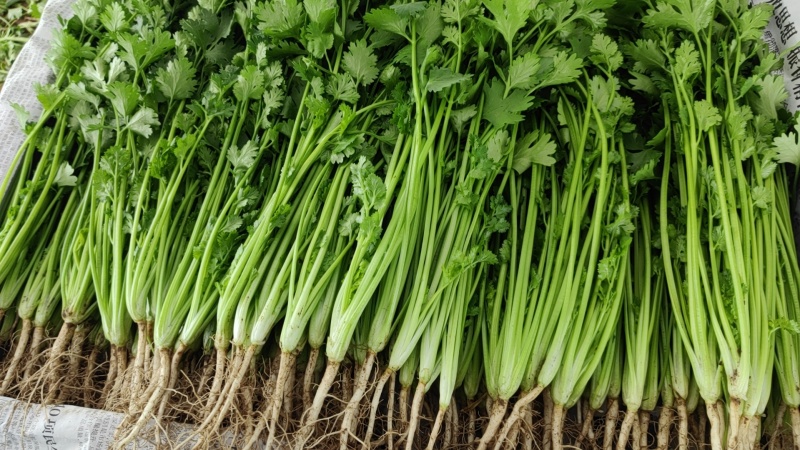 香菜大量的