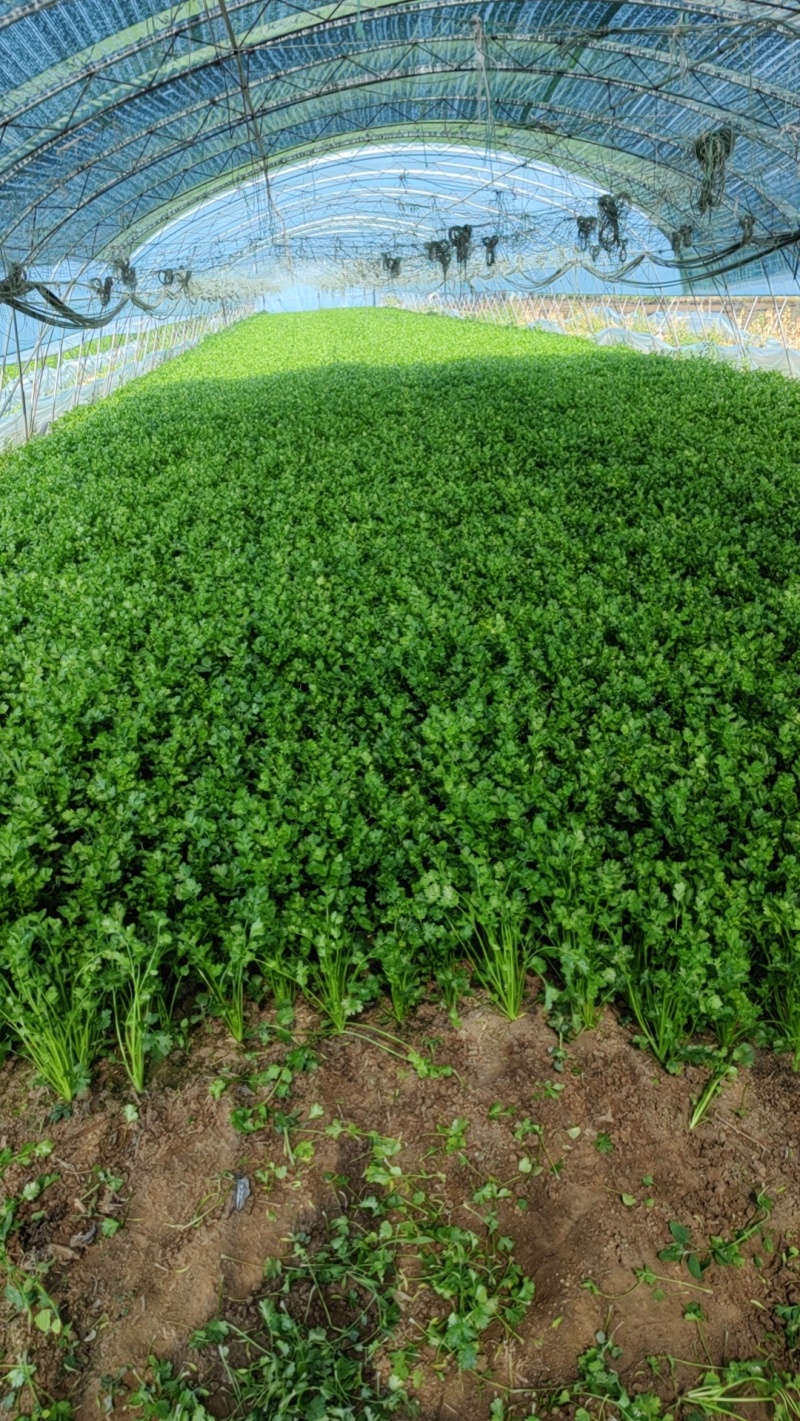 香菜大量的