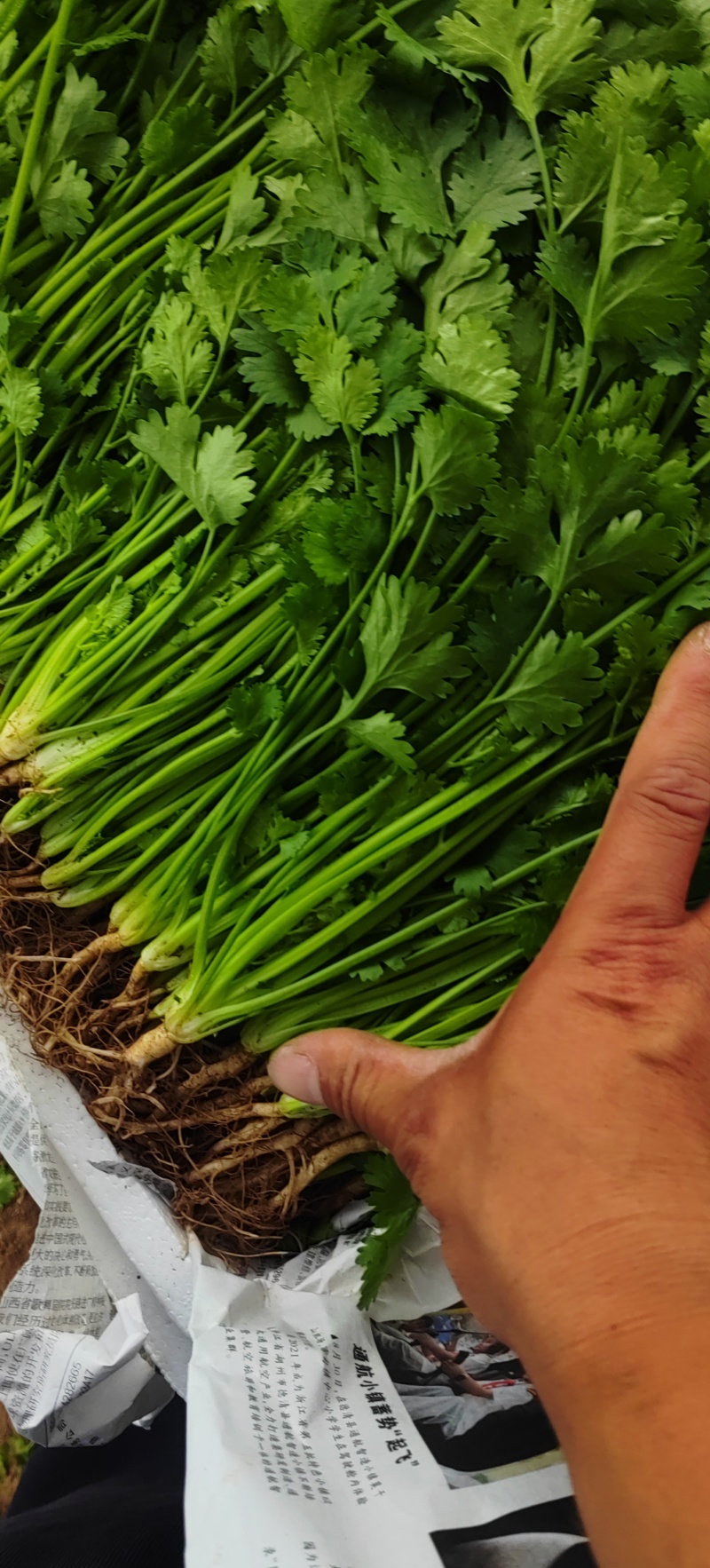 香菜大量的