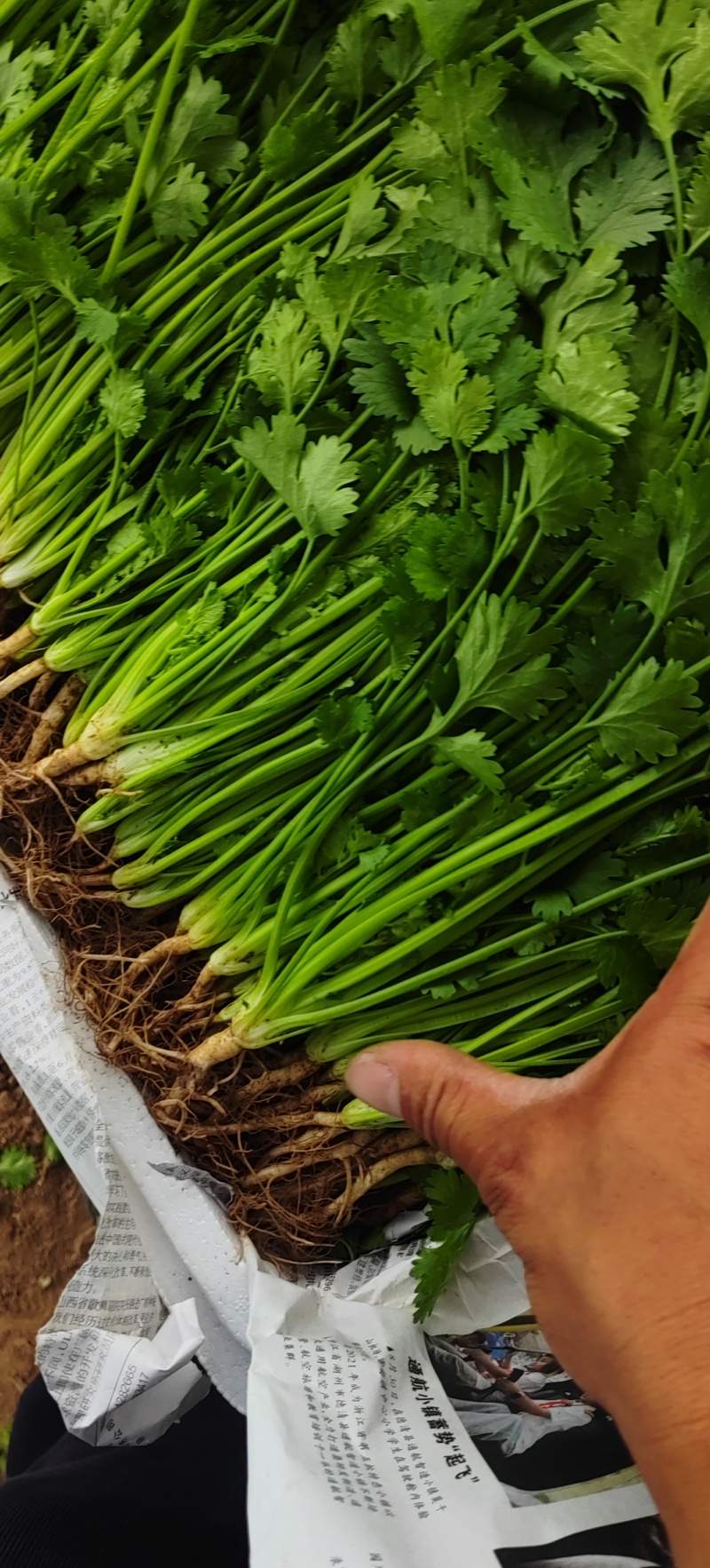香菜大量的