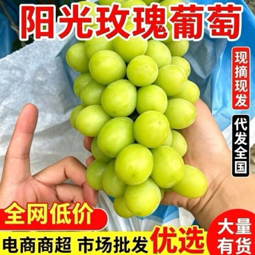 『阳光玫瑰葡萄』大颗粒糖分足串行紧实/货量大承接电商批发