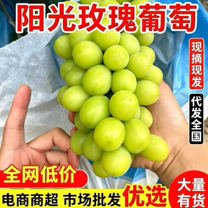 『阳光玫瑰葡萄』大颗粒糖分足串行紧实/货量大承接电商批发