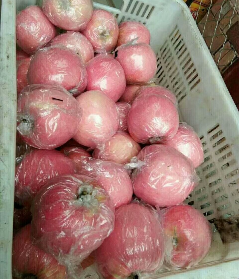 『膜袋红富士苹果』陕西礼泉县【2026精品】产地代发全国