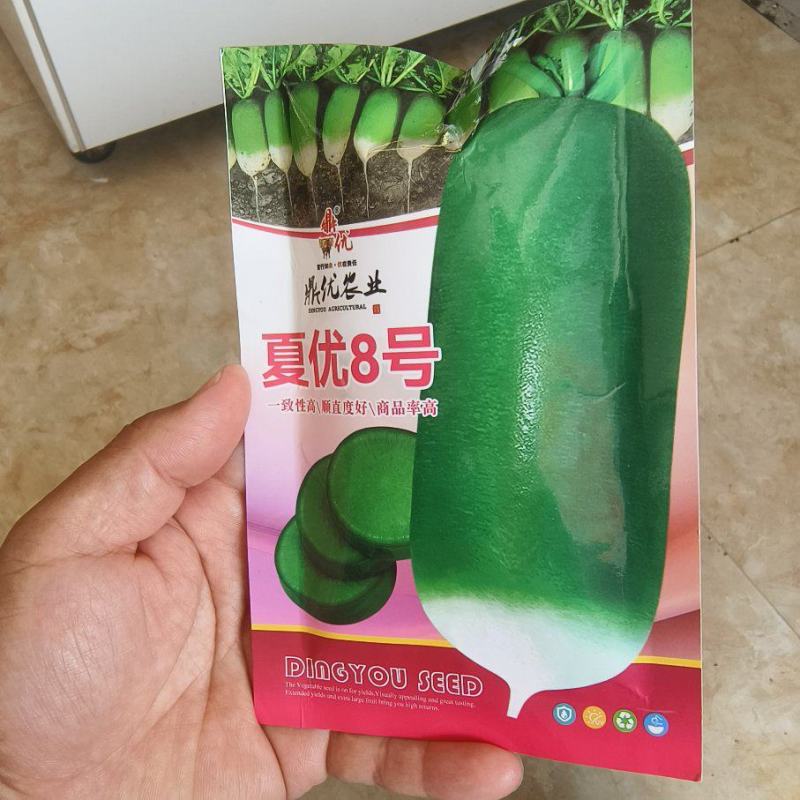 夏优8号直立顺直青皮青肉叶片小而少易管理口感好