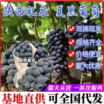 【夏黑葡萄】陕西葡萄/礼泉县产地直发/承接电商批发商超等