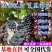 【夏黑葡萄】陕西葡萄/礼泉县产地直发/承接电商批发商超等