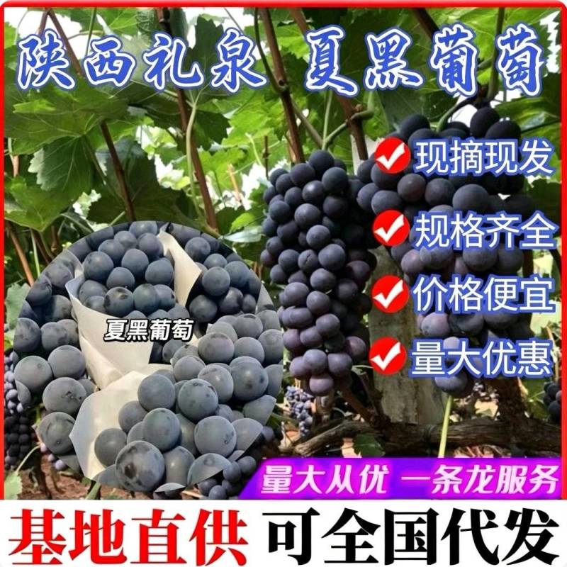 【夏黑葡萄】陕西葡萄/礼泉县产地直发/承接电商批发商超等