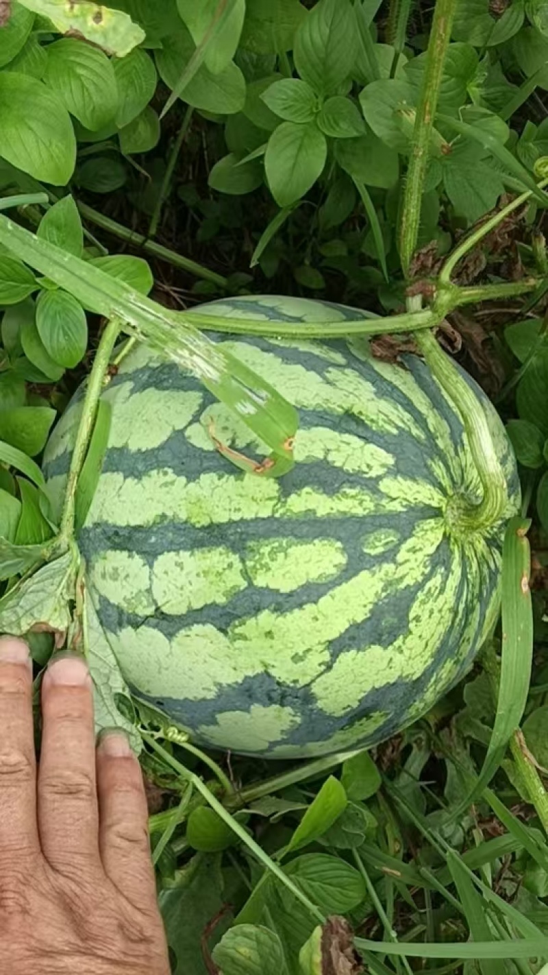 广西桂林兴安甜王.美都等都有