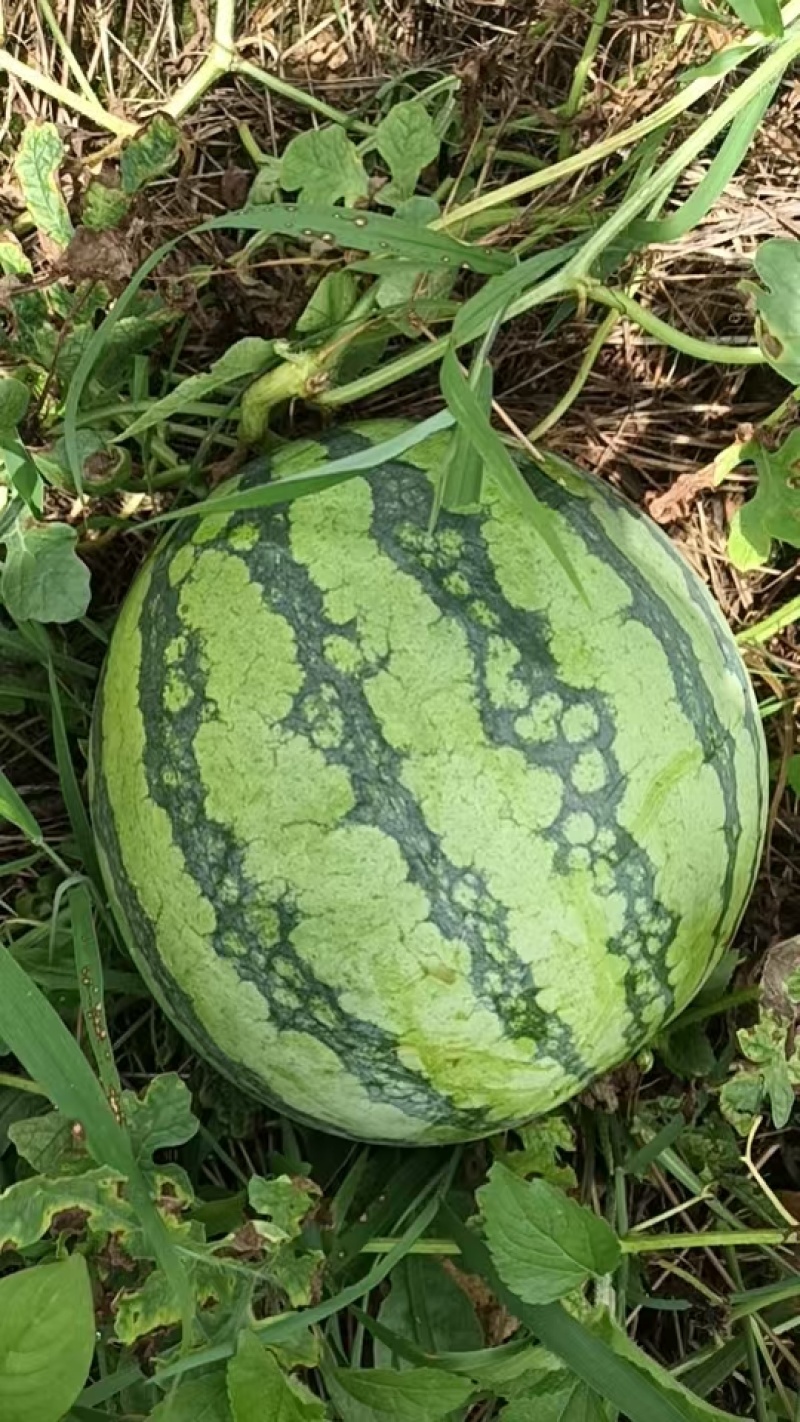 广西桂林兴安甜王.美都等都有