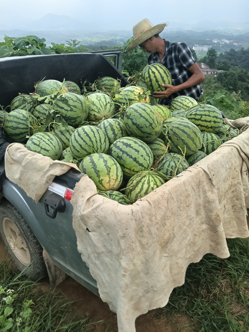 广西桂林兴安甜王.美都等都有