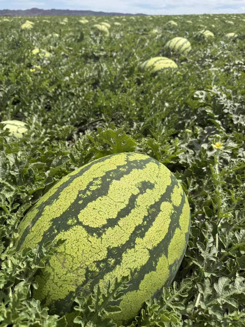 宁夏硒砂瓜金花1号金花6号金城系列大量供应