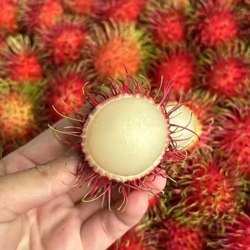 海南红毛丹批发全国发货