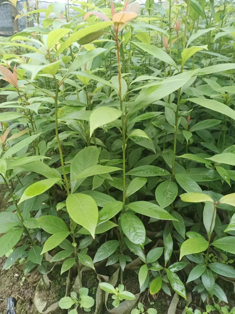 四川金丝楠木杯苗