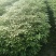 四川金丝楠木杯苗