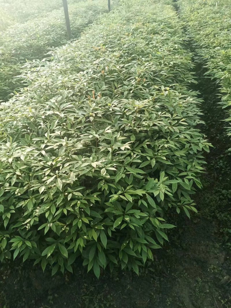 四川金丝楠木杯苗