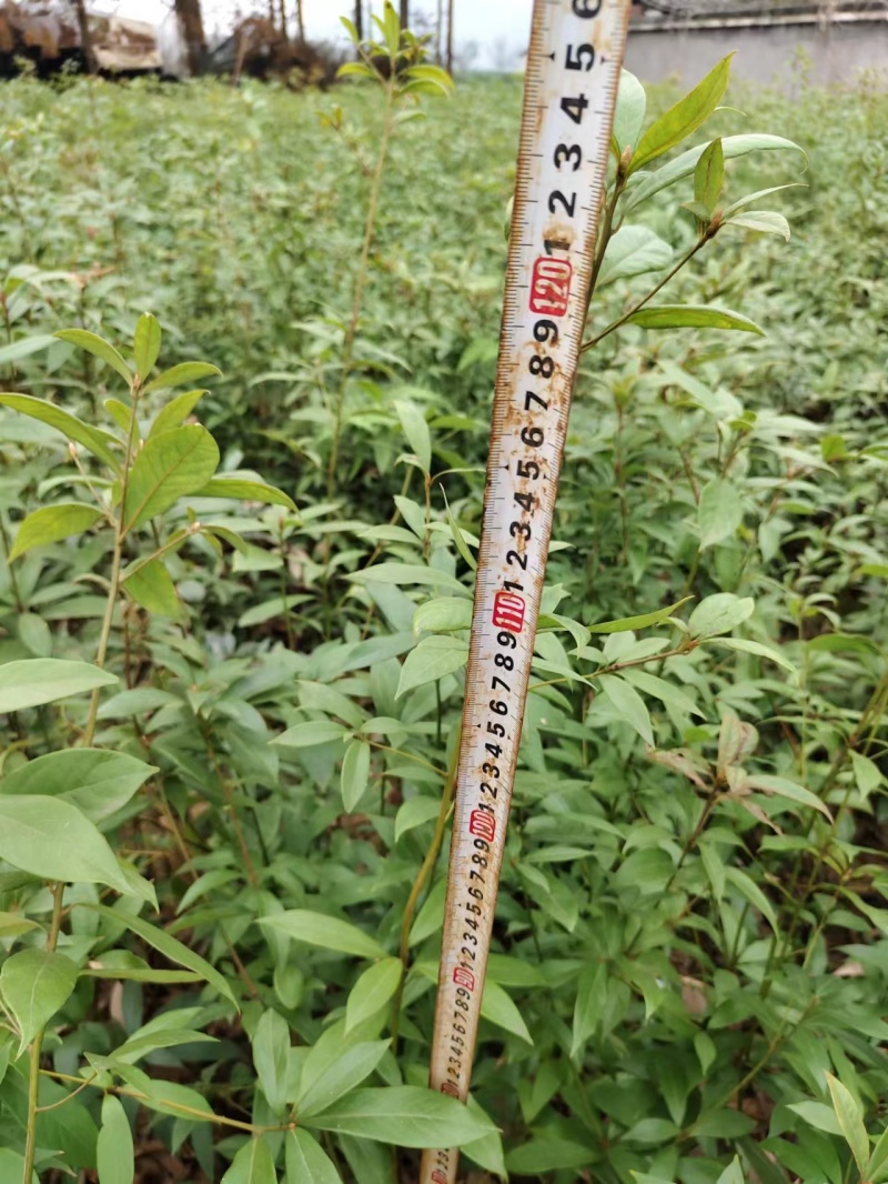 四川金丝楠木杯苗