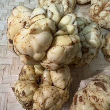 龙牙百合